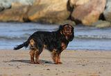 KING CHARLES SPANIEL 072